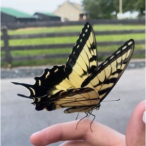 Meet your Posher, Belle